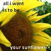 Sunflower avatars