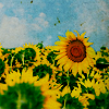 Sunflower avatars