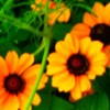 Sunflower avatars