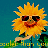 Sunflower avatars