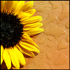 Sunflower avatars