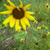 Sunflower avatars