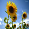 Sunflower avatars