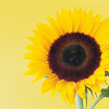 Sunflower avatars