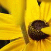 Sunflower avatars