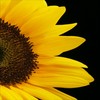 Sunflower avatars