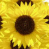 Sunflower avatars