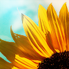 Sunflower avatars