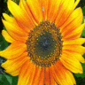 Sunflower avatars