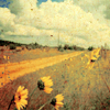 Sunflower avatars