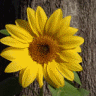 Sunflower avatars