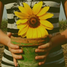 Sunflower avatars