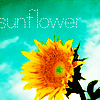 Sunflower avatars