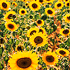 Sunflower avatars