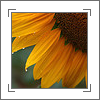 Sunflower avatars