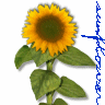 Sunflower avatars