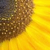 Sunflower avatars