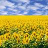 Sunflower avatars