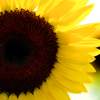 Sunflower avatars