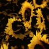 Sunflower avatars