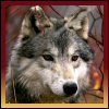 Wolves avatars