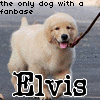 Elvis avatars