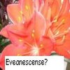 Evanescence avatars