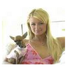 Paris hilton avatars