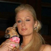 Paris hilton avatars