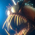 Finding nemo avatars
