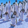 Happy feet avatars