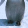 Happy feet avatars