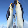 Happy feet avatars