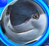 Shark tale avatars