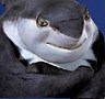 Shark tale avatars