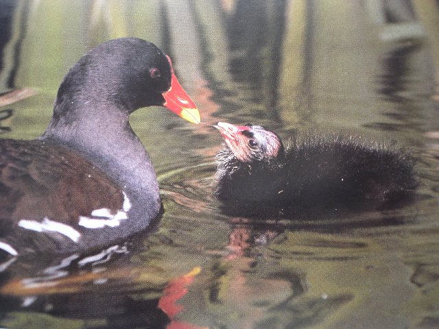 African moorhen bird graphics