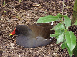 African moorhen bird graphics