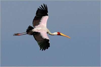 African moorhen