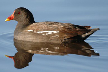 African moorhen bird graphics