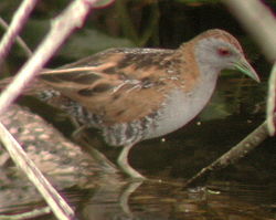 African moorhen bird graphics