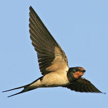 Barn swallow