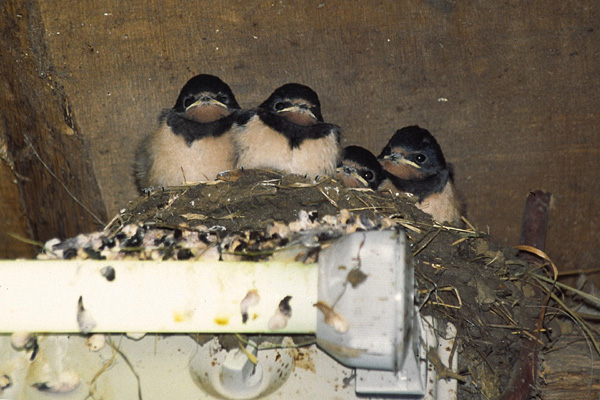 Barn swallow