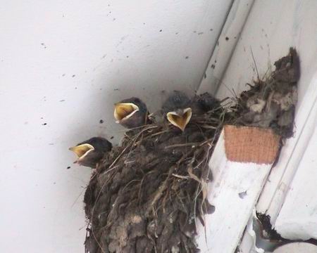 Barn swallow