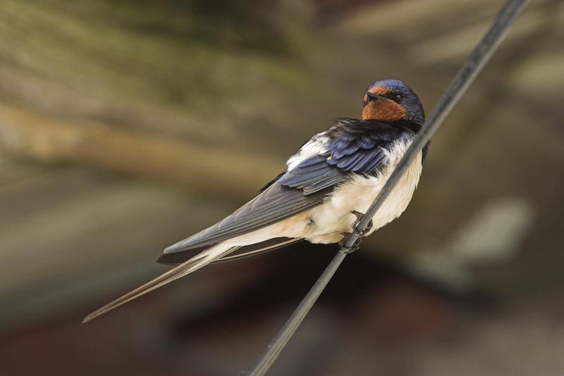 Barn swallow bird graphics