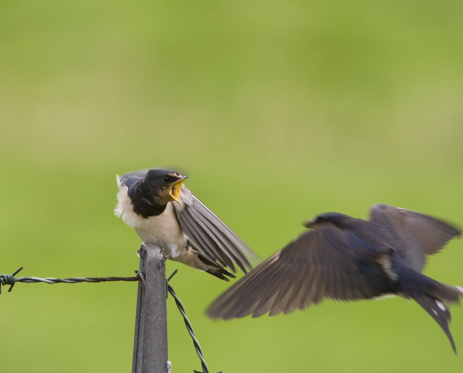 Barn swallow bird graphics