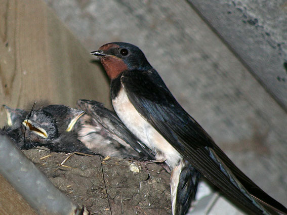 Barn swallow bird graphics