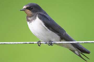 Barn swallow bird graphics