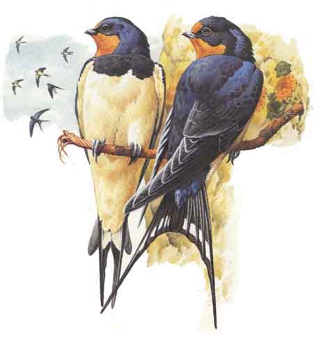 Barn swallow bird graphics