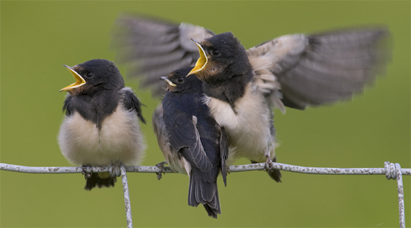 Barn swallow