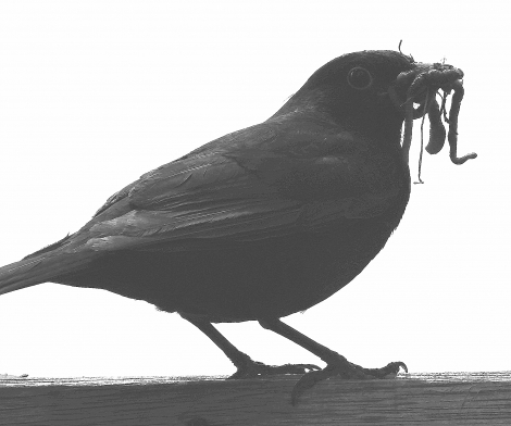 Blackbird bird graphics